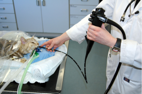 Bronchoscopy at Cat Specialist Services Bronchoscopy at Cat Specialist Services