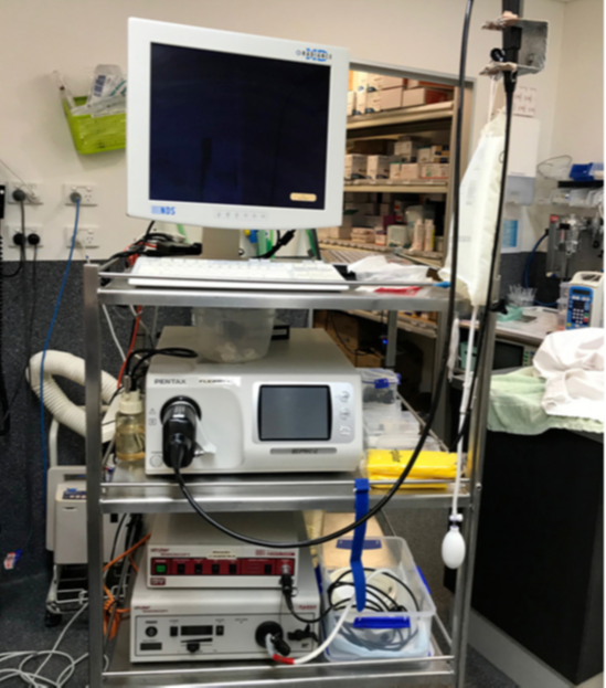 Rhinoscopy at Cat Specialist Services Rhinoscopy at Cat Specialist Services
