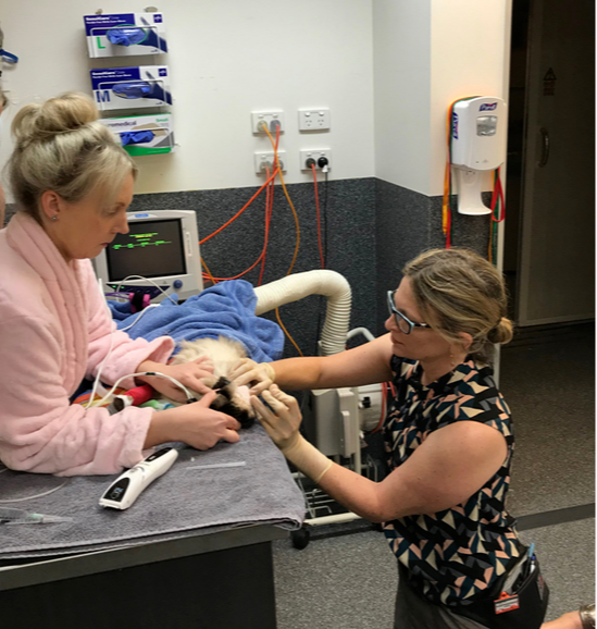 Cerebrospinal fluid testing at Cat Specialist Services Cerebrospinal fluid testing at Cat Specialist Services