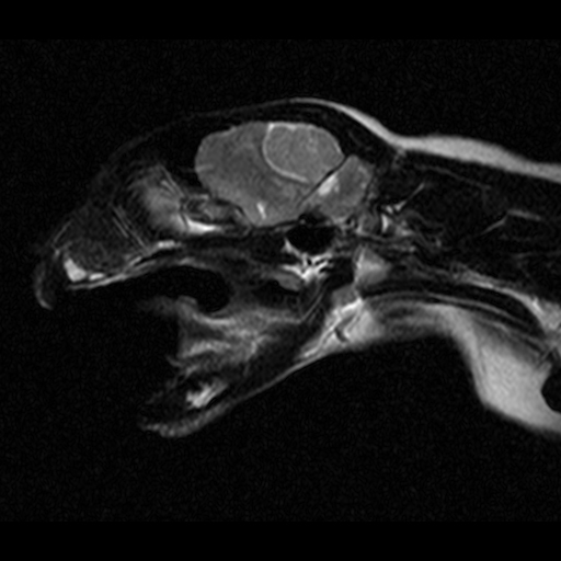 Magnetic Resonance Imaging (MRI) at Cat Specialist Services Magnetic Resonance Imaging (MRI) at Cat Specialist Services