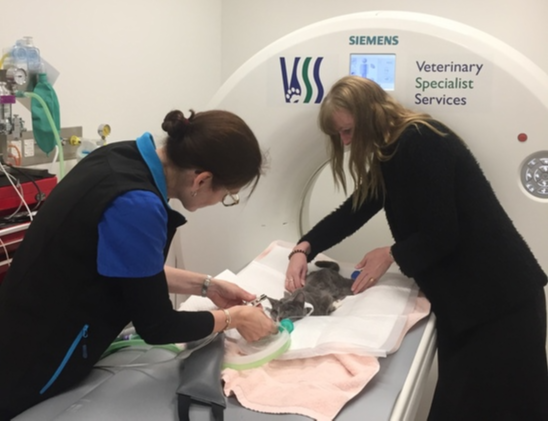 Contrast tomography (CT) at Cat Specialist Services