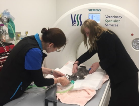 Contrast tomography (CT) at Cat Specialist Services Contrast tomography (CT) at Cat Specialist Services