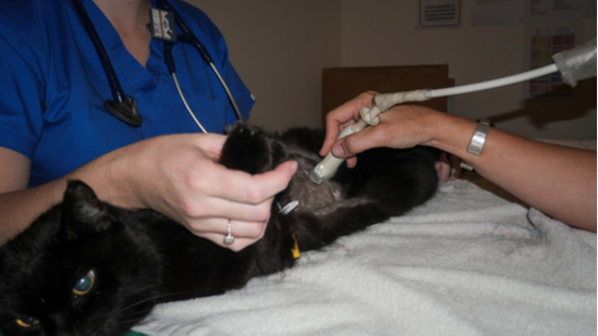 Ultrasound at Cat Specialist Services