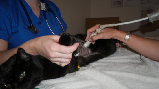 Ultrasound at Cat Specialist Services Ultrasound at Cat Specialist Services