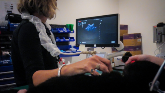 Ultrasound at Cat Specialist Services Ultrasound at Cat Specialist Services
