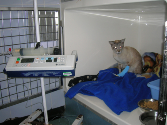 Intravenous fluid therapy Intravenous fluid therapy