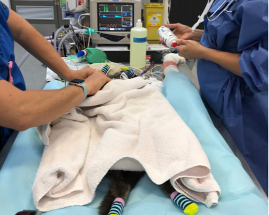 Patient warming Patient warming