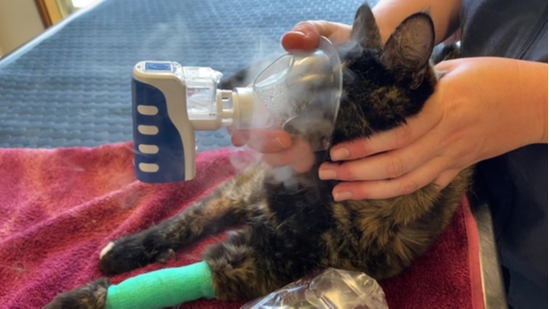 Nebulisation Nebulisation