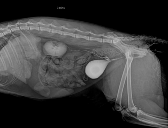Radiography (x-ray) at Cat Specialist Services