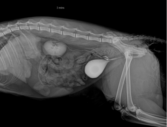 Radiography (x-ray) at Cat Specialist Services Radiography (x-ray) at Cat Specialist Services