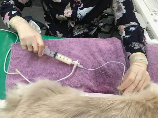 Thoracocentesis at Cat Specialist Services