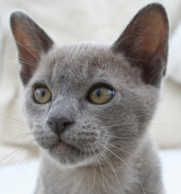 Cat Specialist Services in Brisbane and Gold Coast | Feline vet Cat Specialist Services in Brisbane and Gold Coast | Feline vet