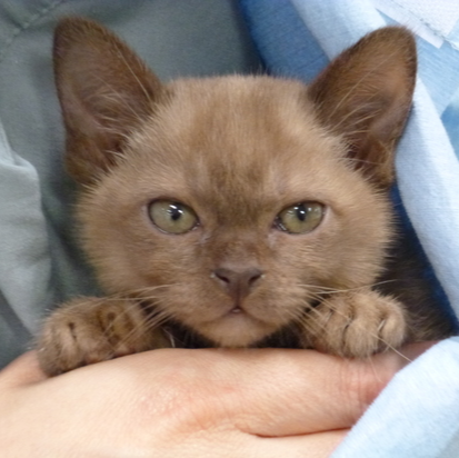 Brisbane Feline Vet | Cat Specialist Services Brisbane Feline Vet | Cat Specialist Services