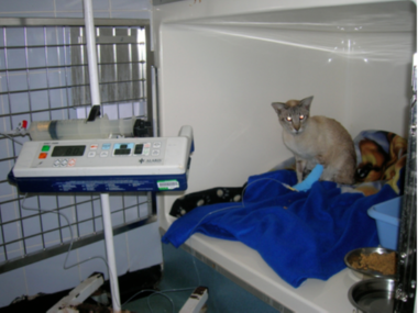 Intravenous fluid therapy Intravenous fluid therapy