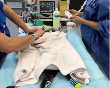 Patient warming Patient warming