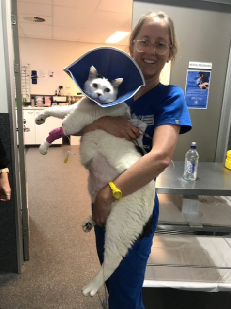 Feline hospital wards Feline hospital wards