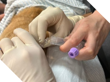 Cerebrospinal fluid testing at Cat Specialist Services