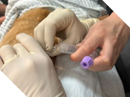 Cerebrospinal fluid testing at Cat Specialist Services Cerebrospinal fluid testing at Cat Specialist Services