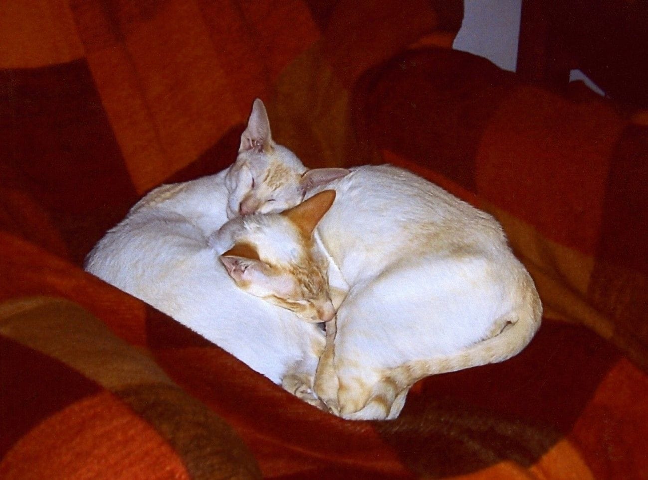 Plenty of soft bedding is important for good rest.... Plenty of soft bedding is important for good rest....