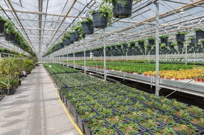 What is the Ideal Greenhouse Temperature?