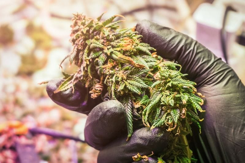 How To Dry Cannabis Fast And Supercharge Your Business