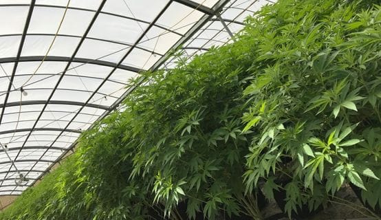 Cannabis Greenhouse Staples