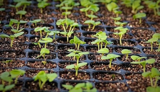 Cultivate & Equipment: Greenhouse produce growing tips