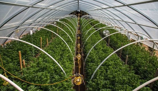 The Critical Role of Climate Control in Cannabis Cultivation