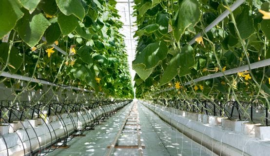 Top Strategies for Maximizing Crop Yields in Commercial Greenhouses