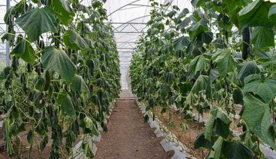 A Guide to Humidity Control in Greenhouse Environments
