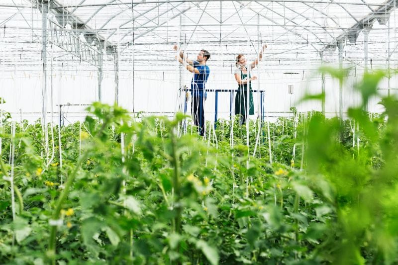 Vertical Farming in Greenhouses: Maximizing Space and Productivity