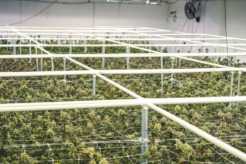 From Harvest to Market: The Importance of Efficient CBD Drying Systems