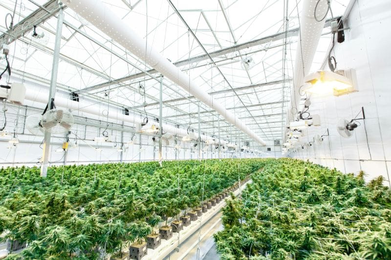 Top 5 Greenhouse Climate Control Solutions for Year-Round Farming