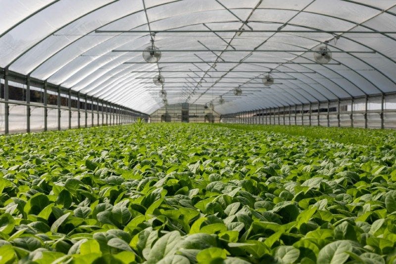 Greenhouse Innovations: Sustainable Climate Control Techniques