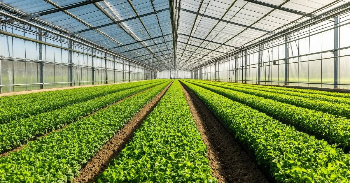 Controlled Environment Agriculture HVAC Design in Canada: Building the Future of Smart Greenhouses