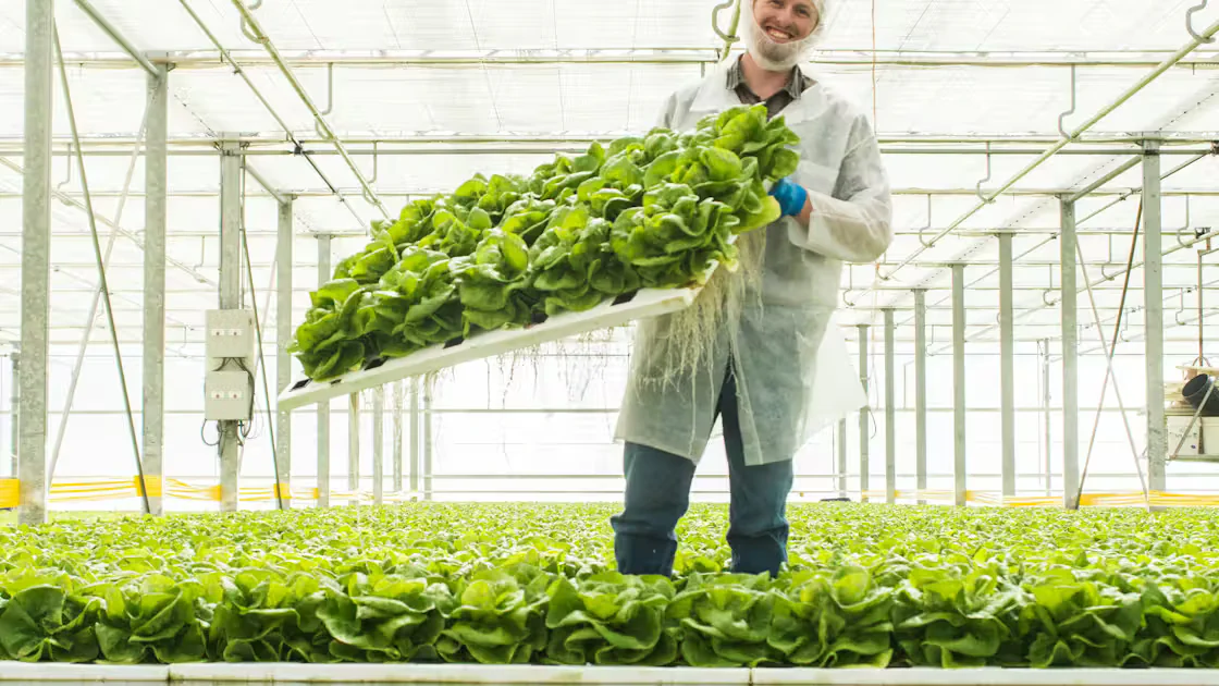 Greenhouse Climate Control Best Practices: A Comprehensive Guide for Commercial Growers