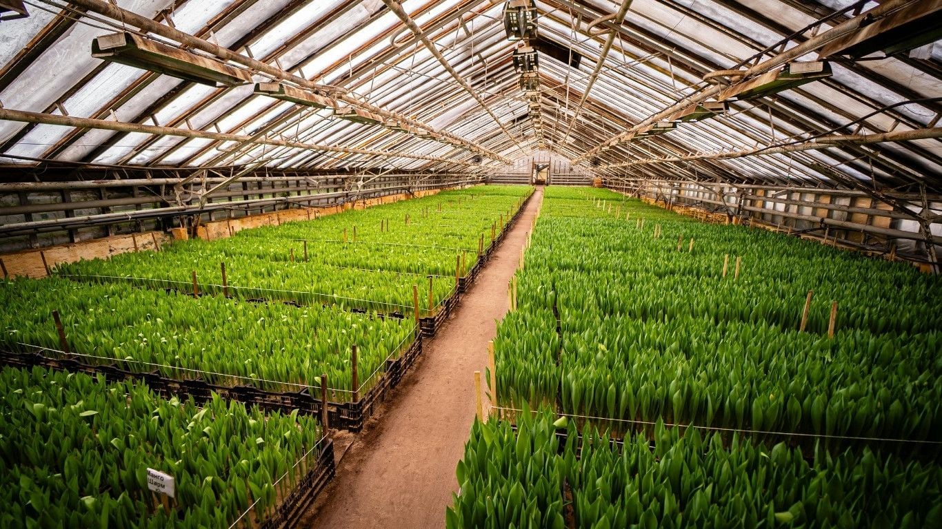 How to Prevent Heat Stress in Commercial Greenhouses During Summer