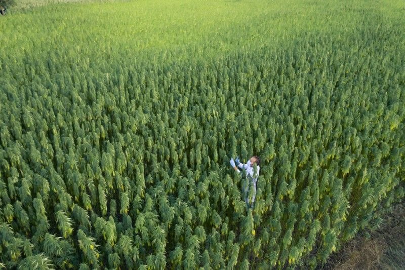 Grow Cannabis Outdoors? Know How to Eliminate the Smell