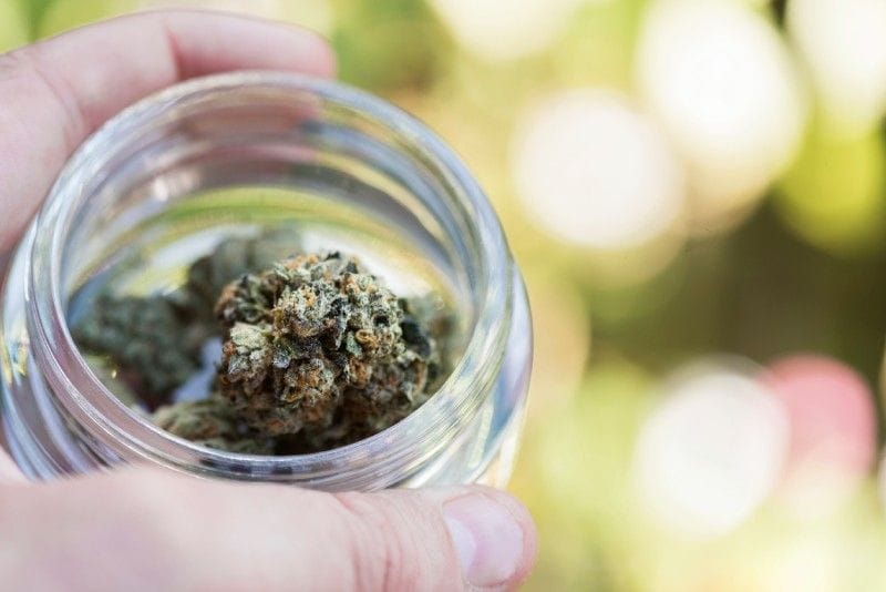 A Quick Guide to Cannabis Curing and Weed Odor