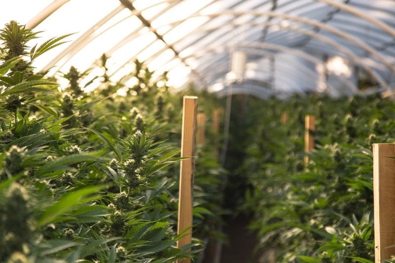 Cannabis Odour Control in Greenhouses
