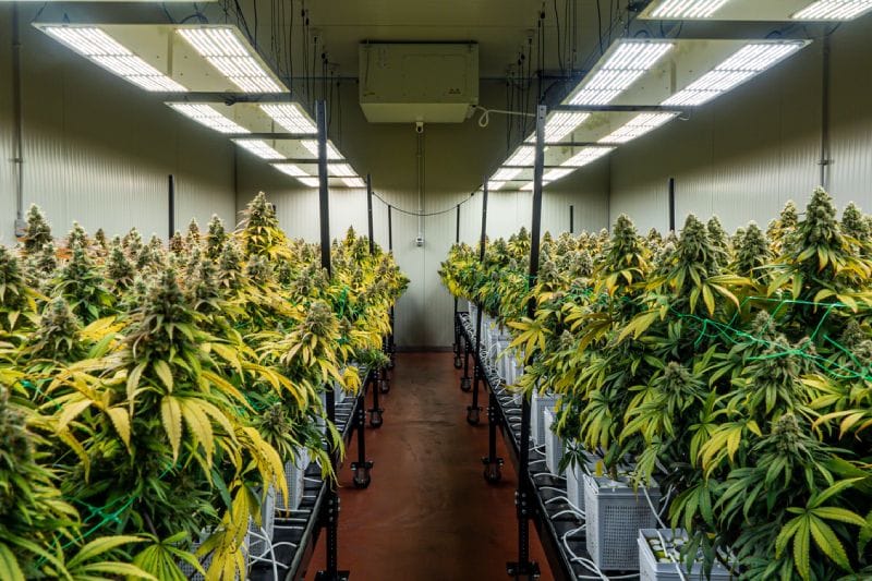 How to Start a Cannabis Cultivation Business: A Comprehensive Guide