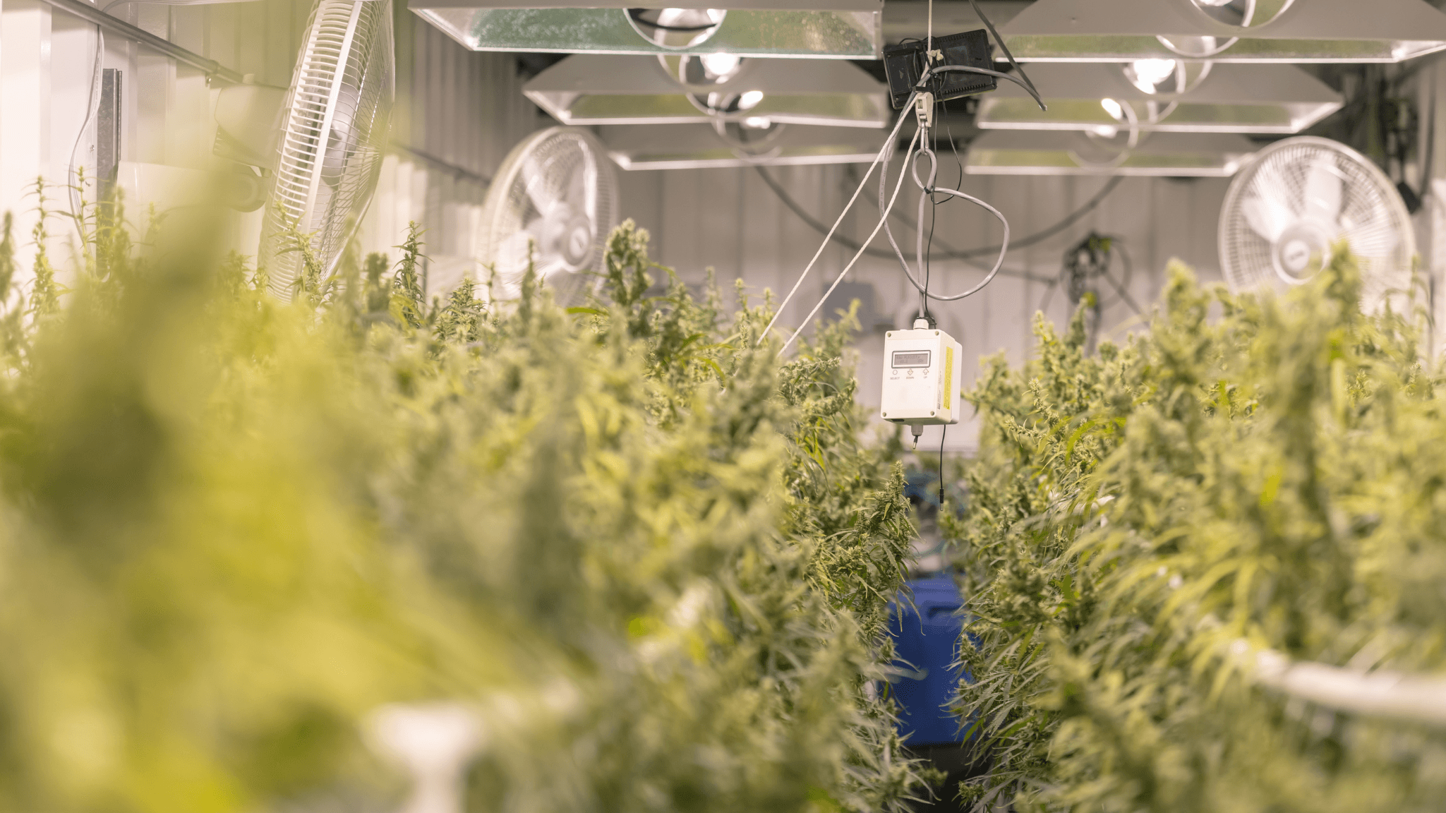 Cannabis Odor Control Solutions: Managing Smell, Compliance, and Community Impact