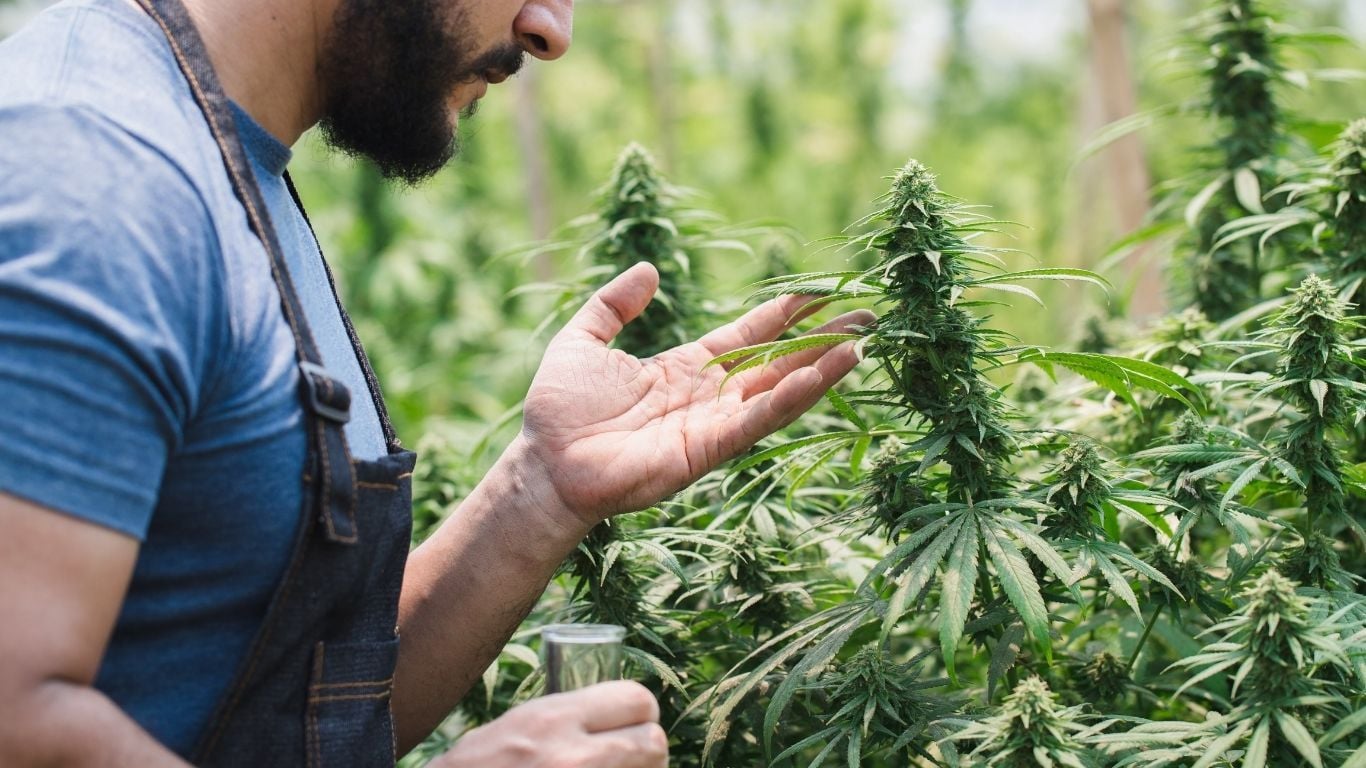 Greenhouse vs. Indoor Cannabis Odor Control: Different Facilities, Different Engineering Challenges