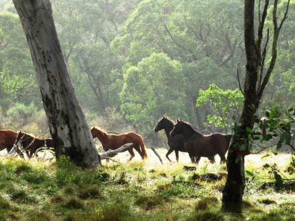 Running Brumbies Thunderbolts Trail 4WD Guided Tours