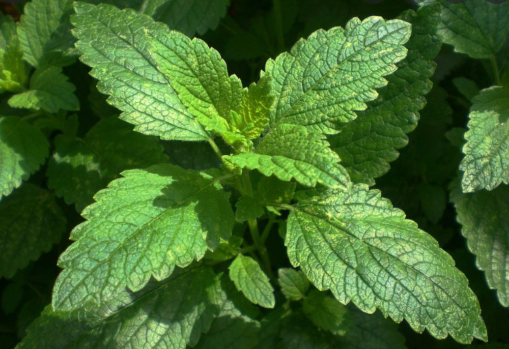 Lemon Balm for Anxiety and Depression