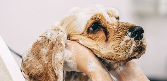 Tips on Giving Your Dog a Plumbing-Friendly Bath