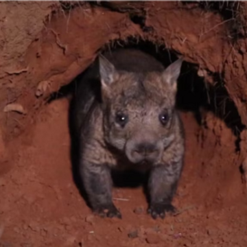 Endangered Northern Hairy-Nosed Wombat Burrows mapped by Ground-Penetrating Radar