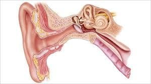 Causes of Hearing Loss