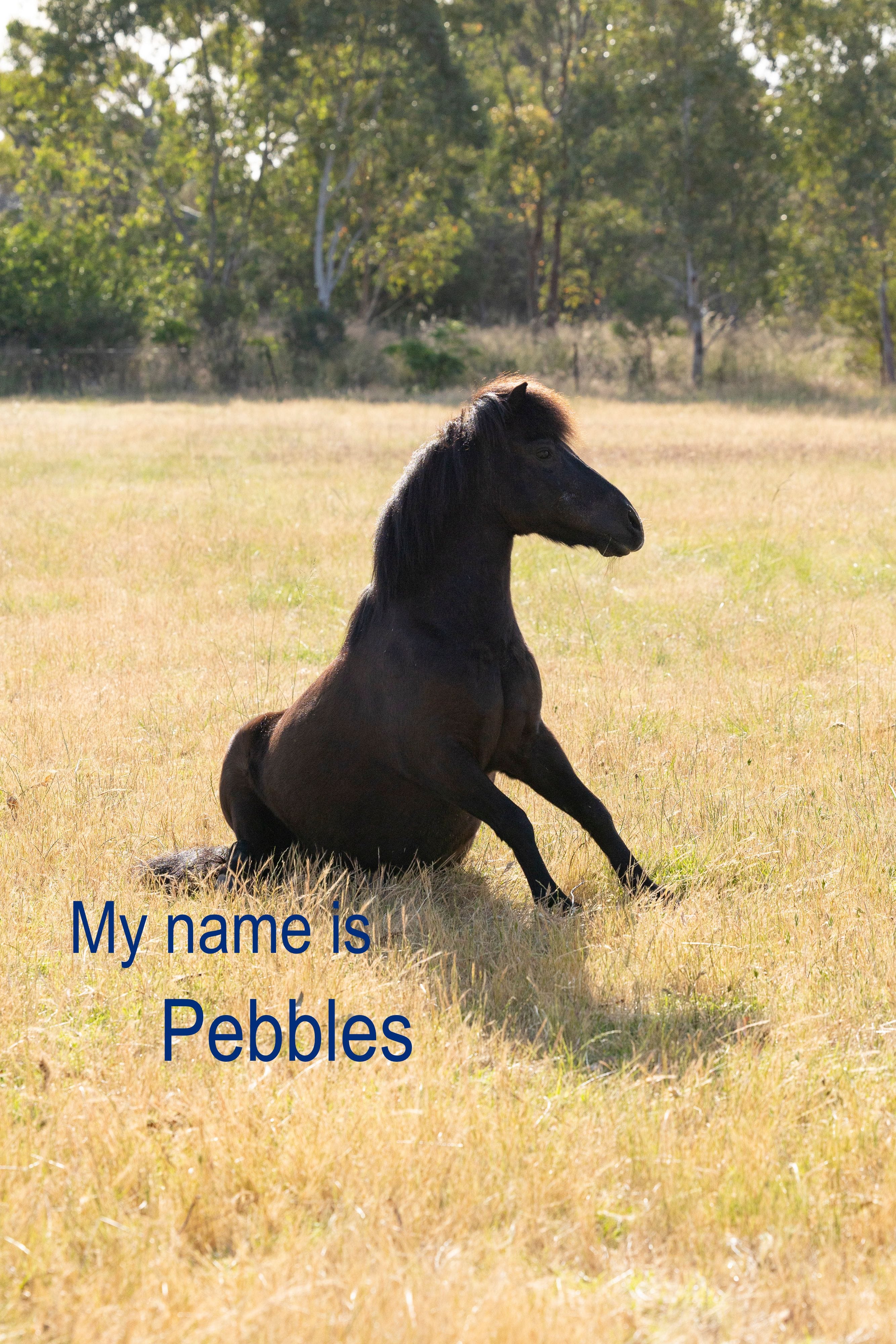 Pebbles pony