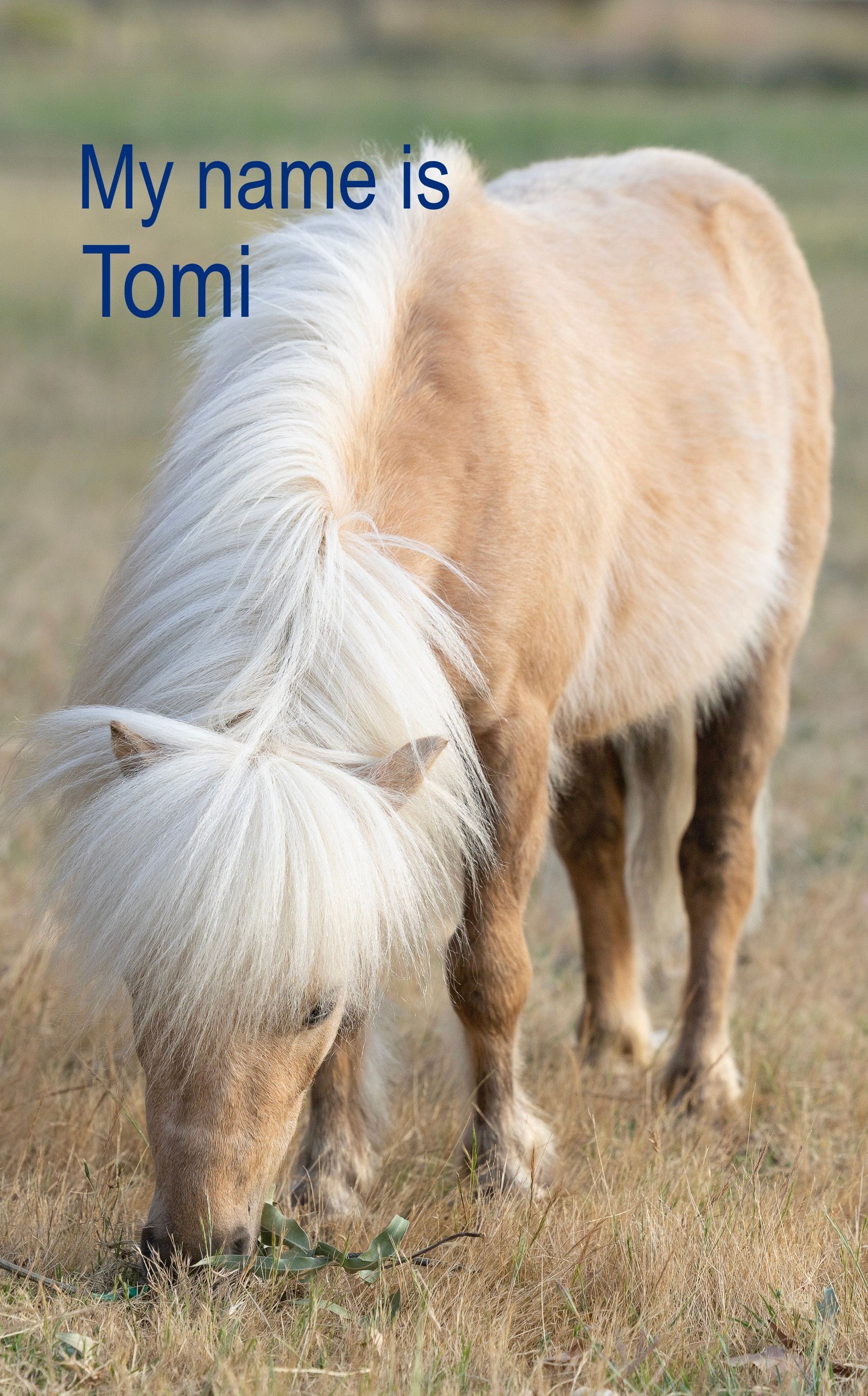Tomi pony